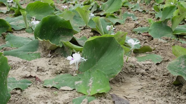 Kaempferia Galanga Plants with White Flowers Growing in Dry Garden Soil