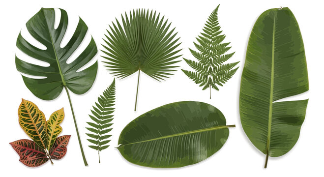 Variety of green tropical leaves isolated on white backdrop copy space