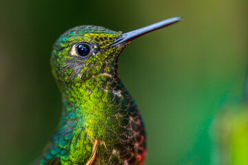 Obraz premium Close up portrait of wild hummingbird in Ecuador cloud forest