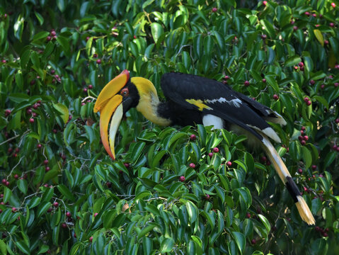 A female Great Hornbill foraging in a canopy, skillfully feeding on Ficus fruits essential to its largely frugivorous diet at Kaeng Krachan NP Thailand