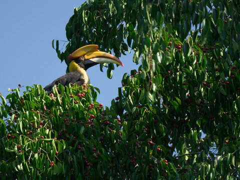 A female Great Hornbill foraging in a canopy, skillfully feeding on Ficus fruits essential to its largely frugivorous diet at Kaeng Krachan NP Thailand