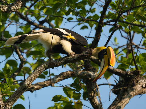 A majestic Great Hornbill perched on a tree branch, showcasing its striking black and white plumage and its iconic, large, yellow-and-orange bill at Kaeng Krachan Thailand