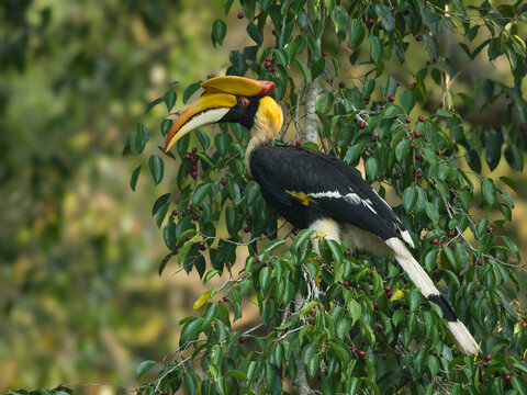 A female Great Hornbill, the largest hornbill, resting on a ficus branch, waiting for feeding at Kaeng Krachan NP Thailand
