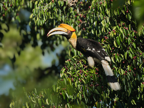 The hornbill is perched horizontally on a branch. Its large, signature casque and bill are prominently displayed, featuring a bright at Kaeng Krachan NP Thailand
