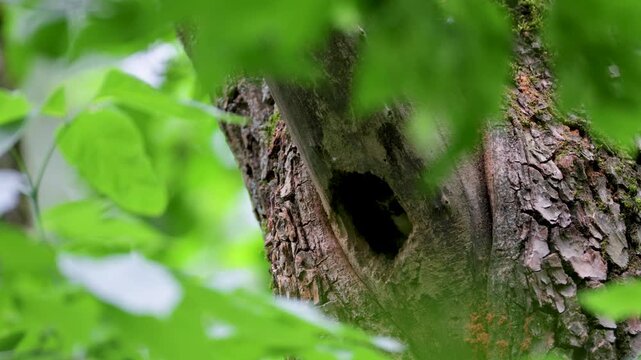 A middle spotted woodpecker feeds its chick