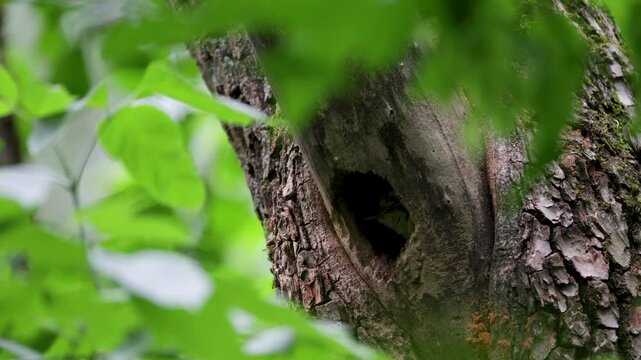 A middle spotted woodpecker feeds its chick