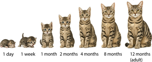 Growth stages of domestic cat (Felis catus) from newborn kitten to adult cat with age timeline. Educational animal development chart in realistic cartoon style, isolated on white background © Diono