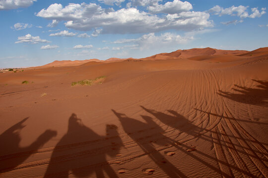 The long shadows of a camel caravan are projected across the dunes of the Merzouga desert in Morocco.