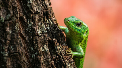 Fototapeta premium Close-up of a vibrant green lizard climbing up a dark tree trunk with a soft reddish autumn background