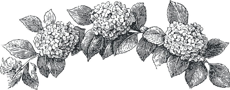 detailed hydrangea flower branch with leaves vintage botanical illustration