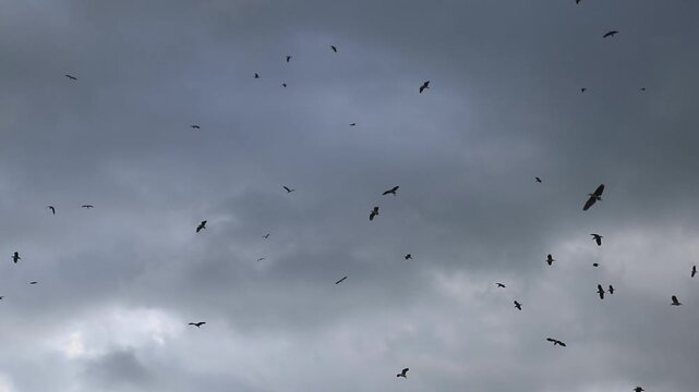 White storks returning to their nests in the evening