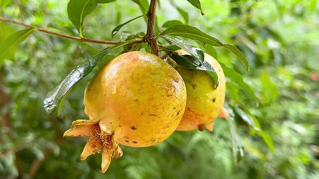 Ripe pear on tree branch in a green orchard garden during summer season