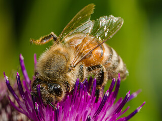 Abeille © Villages de France