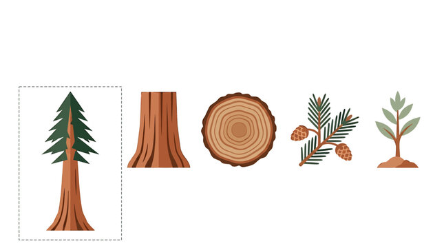 Tree pine forest evergreen plant.