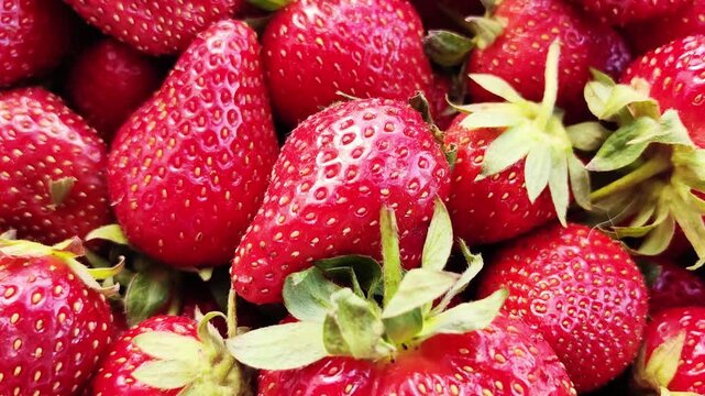 A video of ripe, picked strawberries being prepared for transport in bright sunlight. Berry harvest concept.