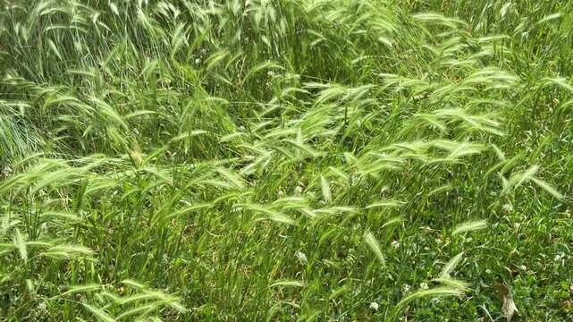 Slow Motion Wild Barley and Foxtail Grass Swaying in Summer Wind