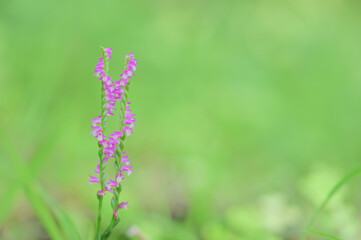 Fototapeta premium Japanese Lady's Tresses on Soft Green Background