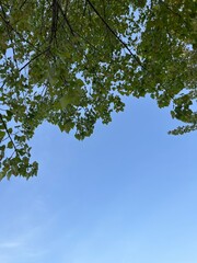 Fototapeta premium green leaves and sky