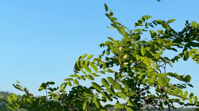 Green Tree Branches Swaying Against a Clear Blue Sky