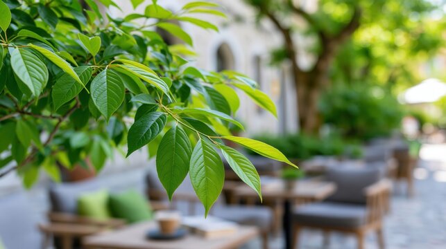 Fresh green leaves on a branch with blurred outdoor cafe seating in the background