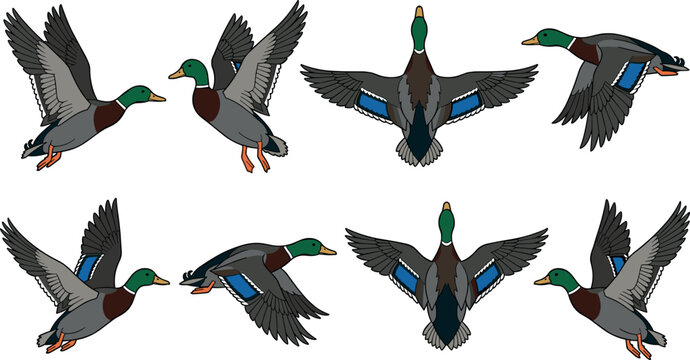 Flying Mallard Duck Vector Silhouette Set with Wild Waterfowl Drakes in Various Flight Positions and Top Down Poses for Hunting Wildlife and Nature Graphic Designs