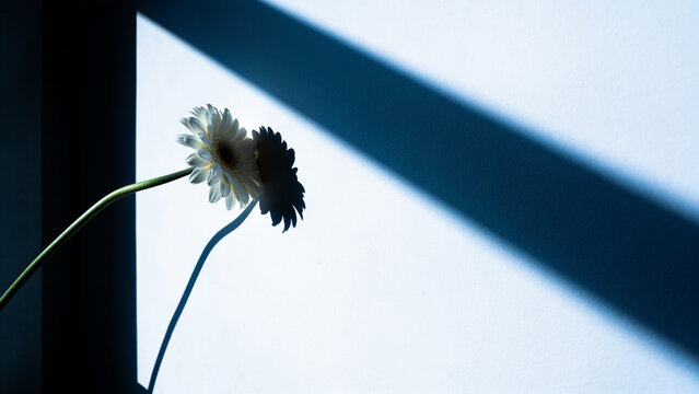 Minimalist side view of a white daisy casting a deep shadow on a bright wall
