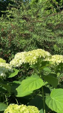 Hydrangea Blooms in Verdant Garden: A cluster of pale green hydrangea blossoms unfolds amidst lush, vibrant green foliage in a sun-dappled garden setting.
