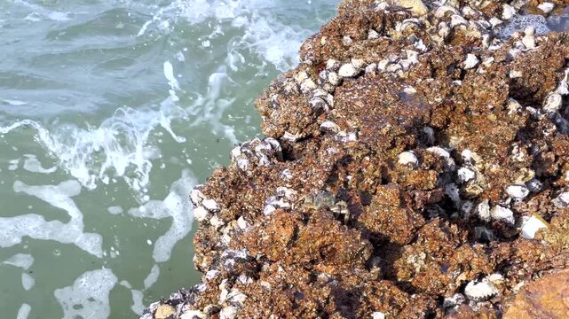 Close-up of barnacle-covered rocky shoreline with green seawater
