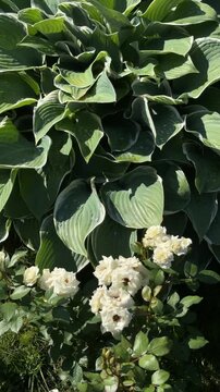 Lush Hostas and Delicate Roses: A vibrant display of large, variegated hosta leaves creates a verdant backdrop for a cluster of soft, creamy white roses in full bloom.