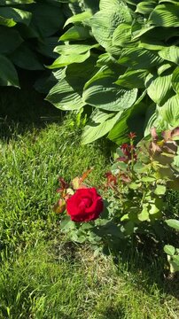 A Solitary Red Rose in a Garden: A single, vibrant red rose blooms amidst lush green grass and large hosta leaves, basking in the gentle sunlight of a garden.