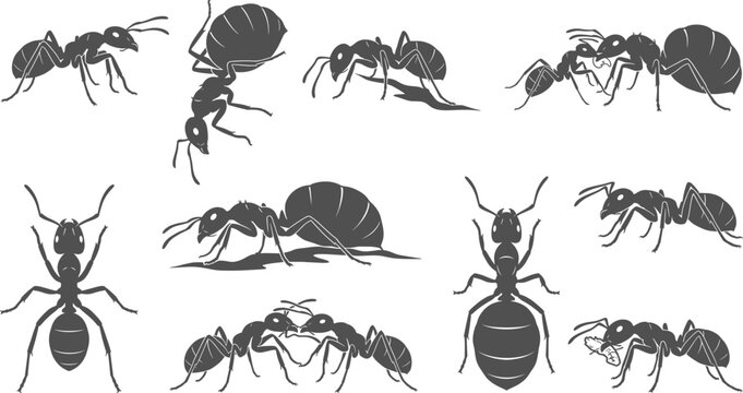 Detailed ant silhouettes set showing crawling carrying food and social interactions on transparent background