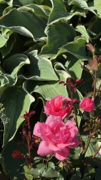 Pink Roses and Hosta Leaves: Delicate pink roses bloom vibrantly amidst the lush, variegated green leaves of a hosta plant, creating a picturesque garden scene.