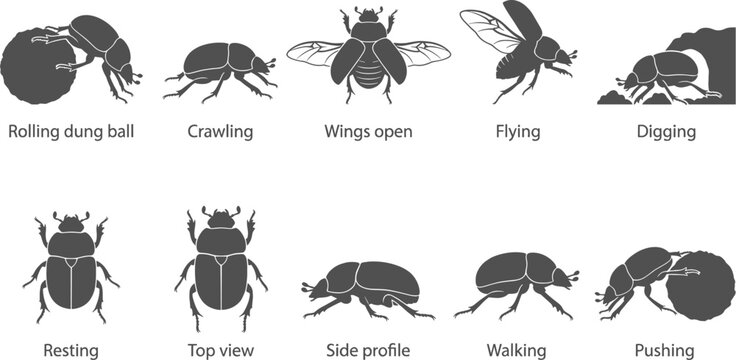 Dung beetle silhouettes with text labels describing rolling digging and crawling behaviors on transparent background