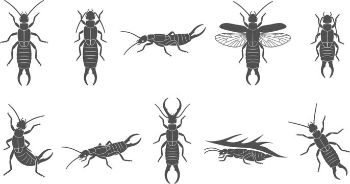 Earwig insect silhouette set depicting bugs with pincers crawling flying and climbing leaves