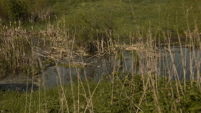 A swamp with dry reeds, surrounded by grass that is swayed by the wind.