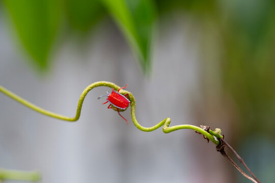 Shield Bug in Beautiful Branch