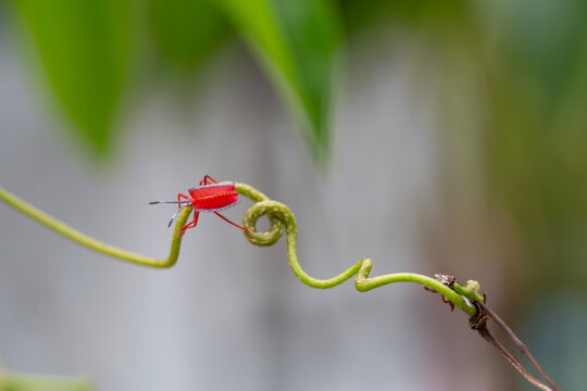 Shield Bug in Beautiful Branch