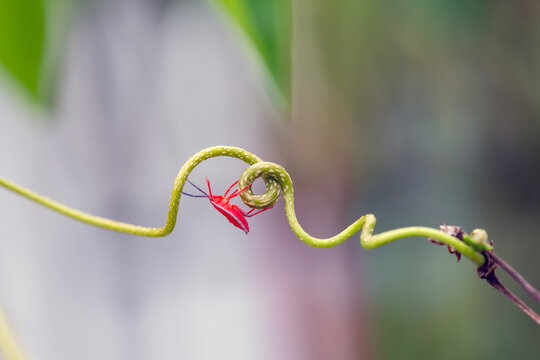 Shield Bug in Beautiful Branch