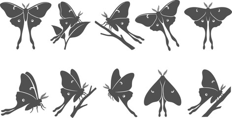 Luna moth silhouettes in flying and resting poses on transparent background © Nabil