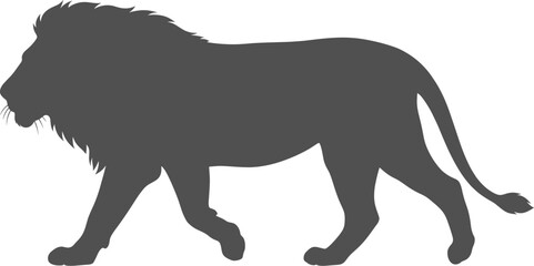 Male lion walking forward with a thick mane on a transparent background © Nabil
