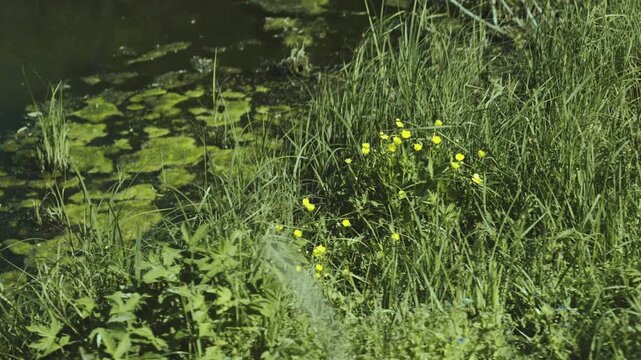 At the shore of the swamp, the wind stirs the green grass in which beautiful yellow flowers grow.