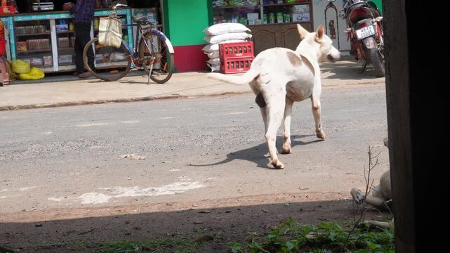 The stray dog is playing with the puppy on the street. concept of street dog.