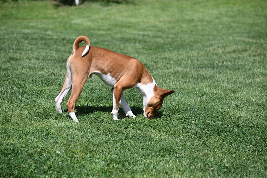 Basenji - an ancient African dog also known as the "dog that doesn't bark"