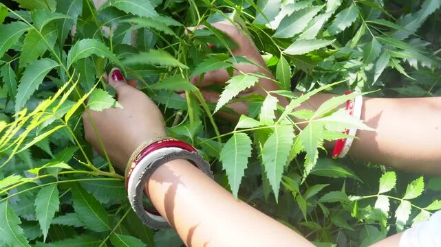 Close-up of a female hand holding a bunch of fresh Neem leaves (Azadirachta indica), also known as Indian Lilac. Traditional Ayurvedic medicine, herbal remedy concept.