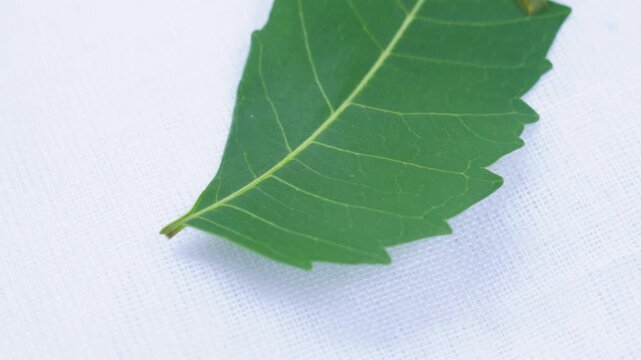 Close up of leaf katydid insect ( pseudophyllus titan) on green leaf. Insect life poisonous leaf bug. isolated on a white background.
