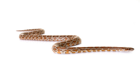 Fototapeta premium corn snake in studio