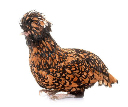 Padovana chicken in studio