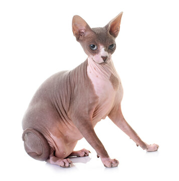 Sphynx cat in studio