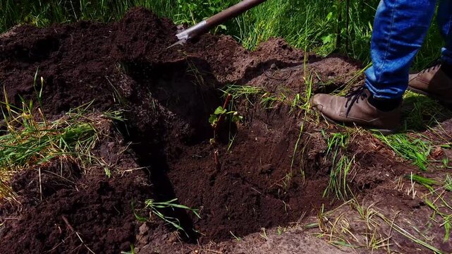 A person uses a shovel to dig a hole in the ground, preparing to plant a young grape seedling for growth and cultivation