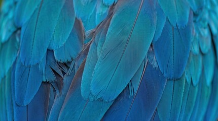Obraz premium Close up blue avian feather plumage showing layered fine texture and overlapping vane structure in cool turquoise and cyan tones, detailed abstract nature background